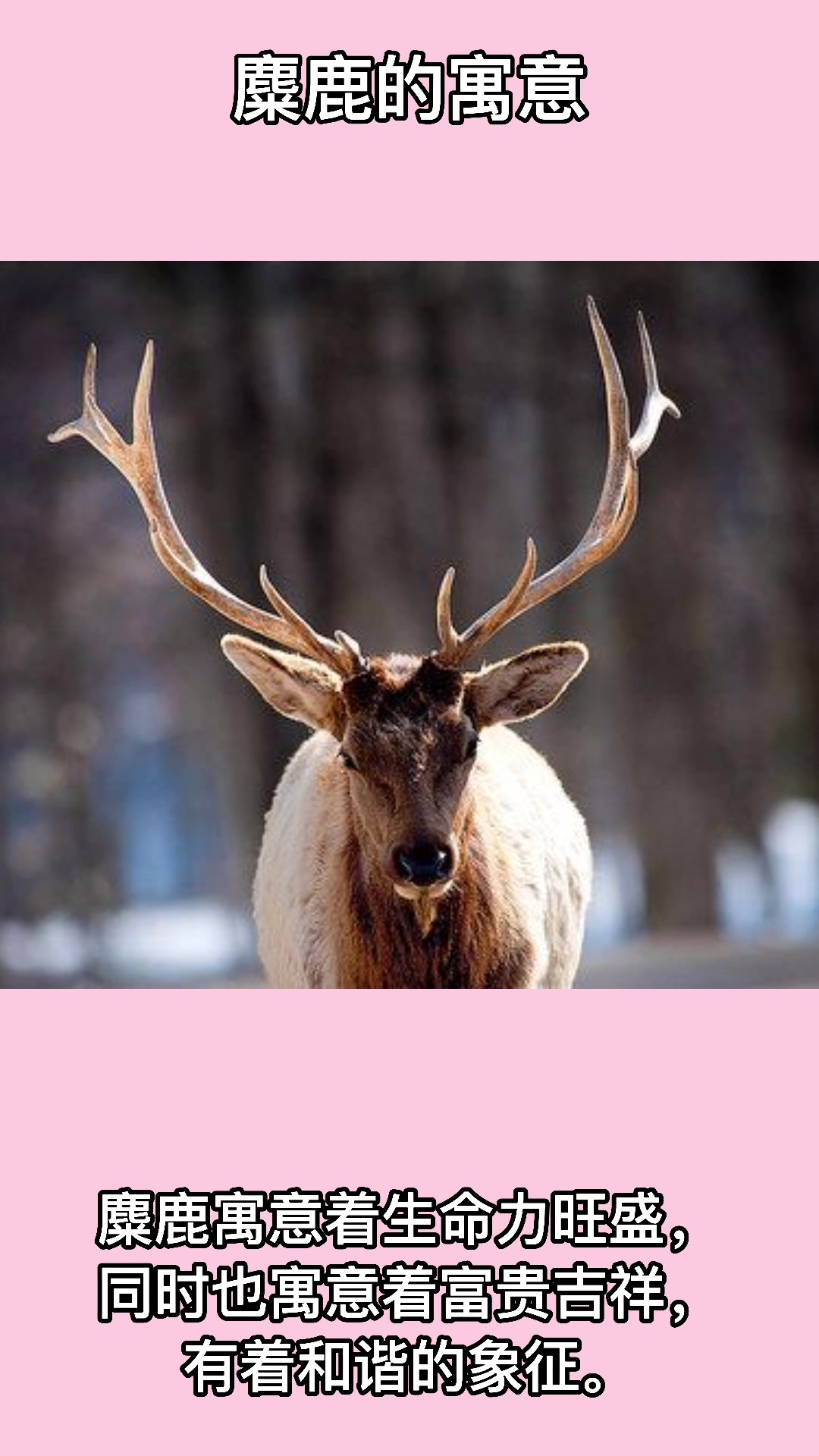 麋鹿的寓意是什么.
