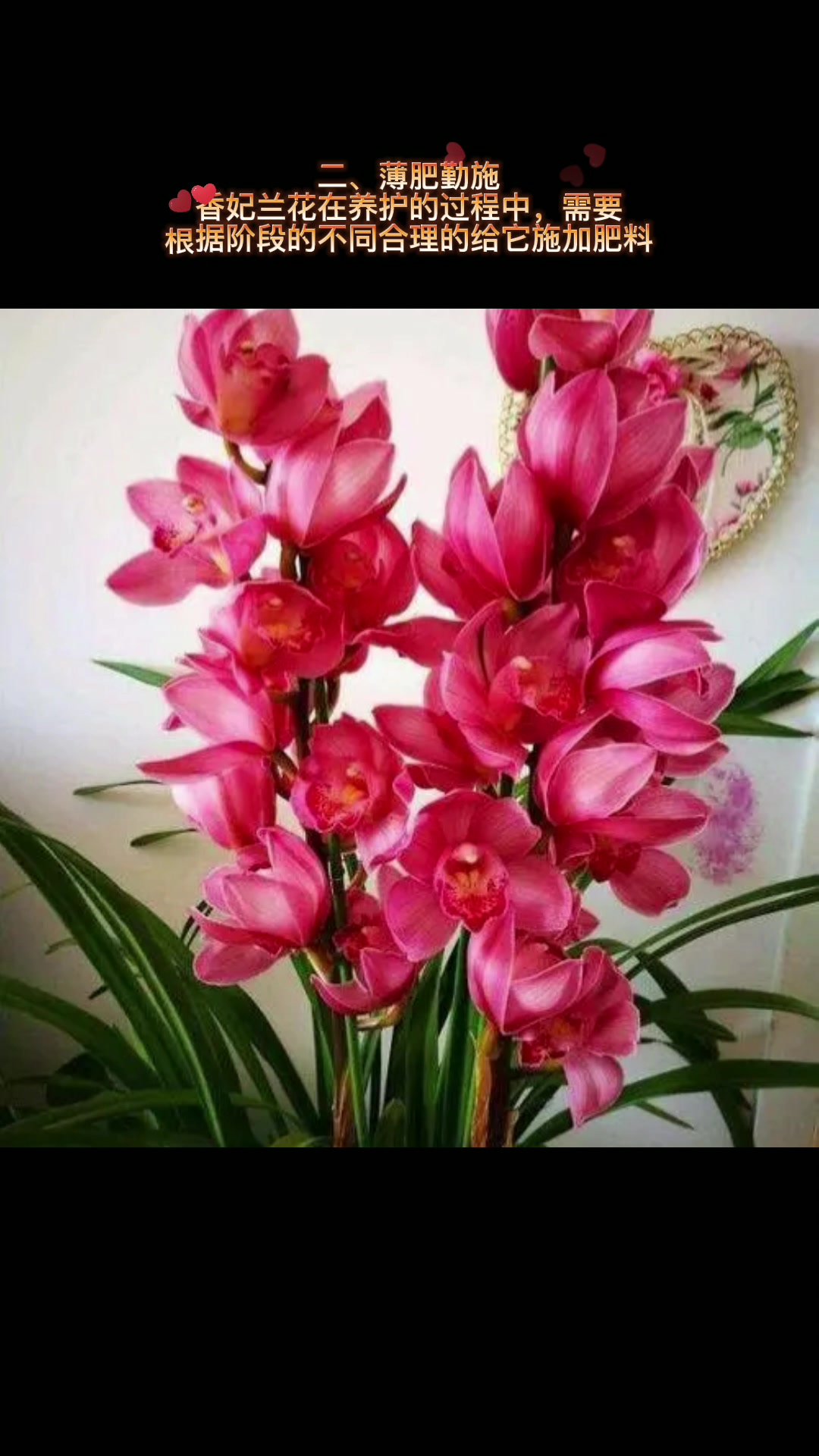 香妃兰花怎么养殖方法和注意事项