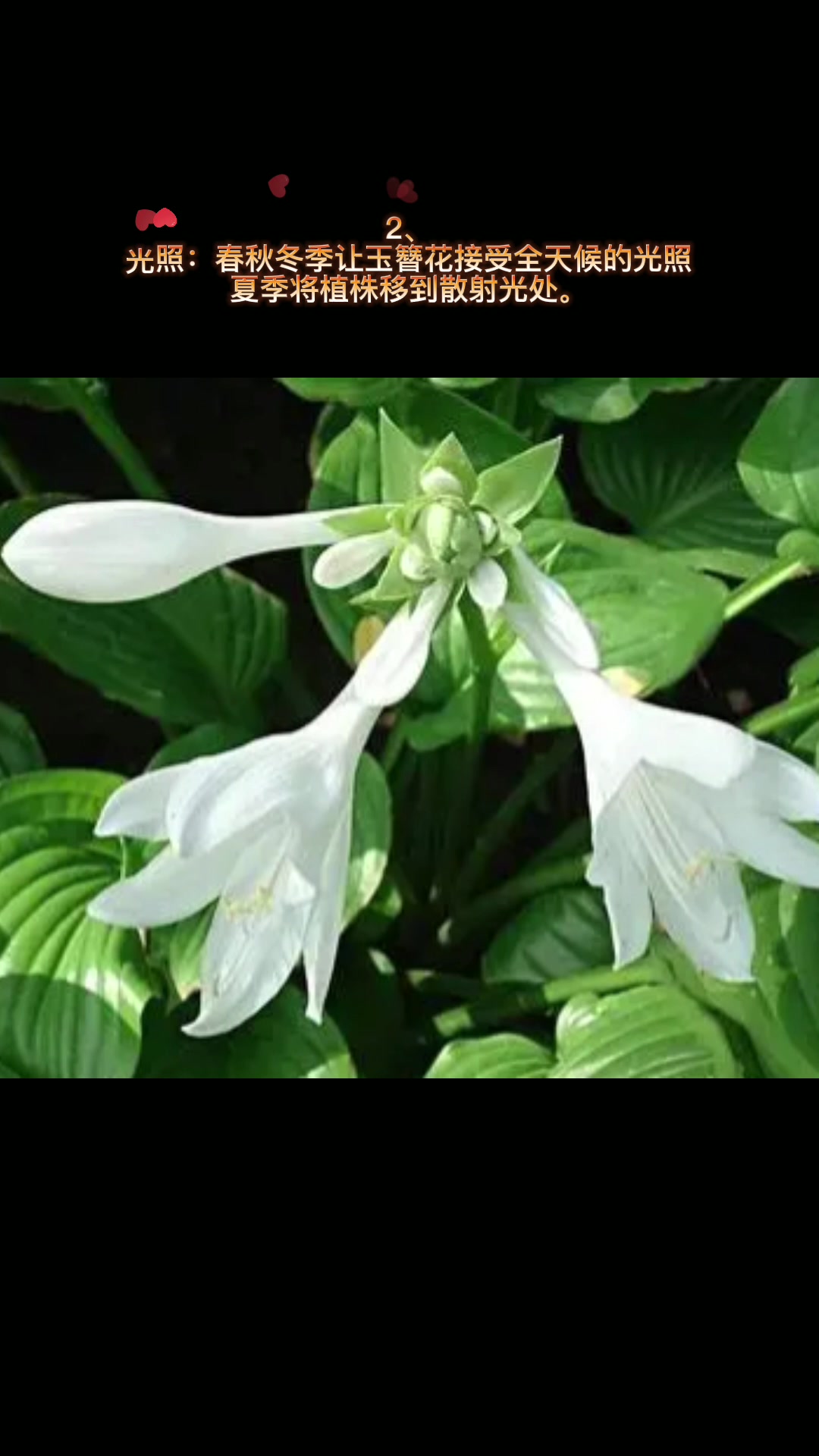 玉簪花的养殖方法和注意事项
