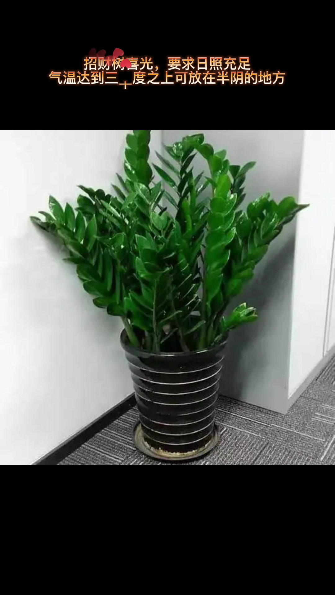 招财树的养殖方法和注意事项