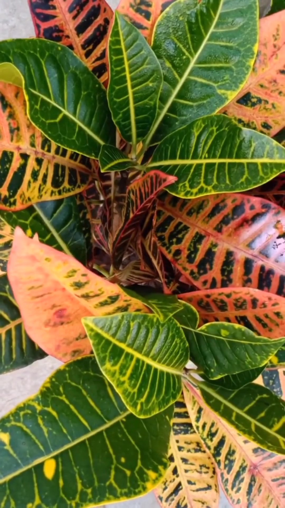 变叶木的养殖方法和注意事项