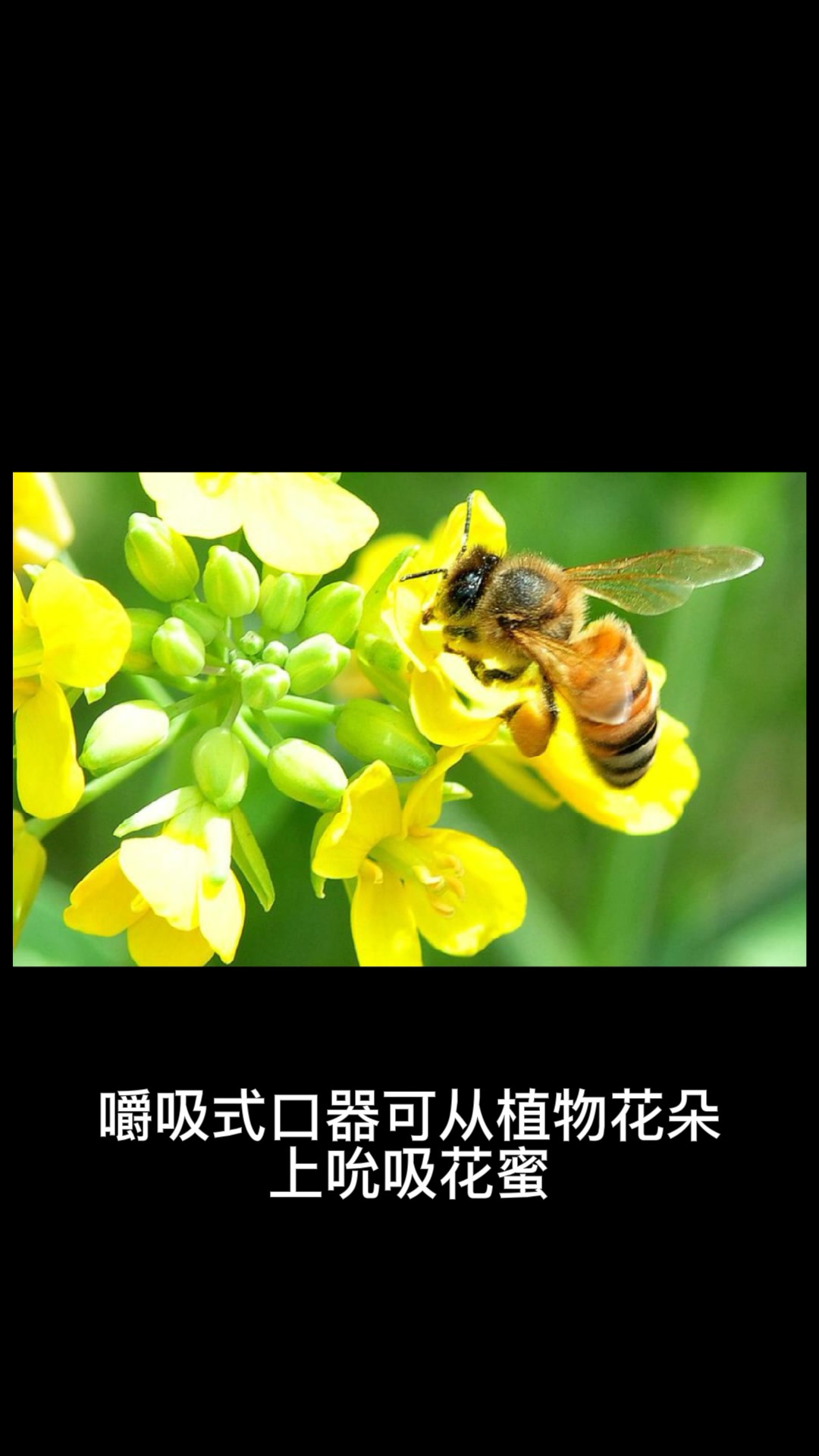 蜜蜂别名和身体特征