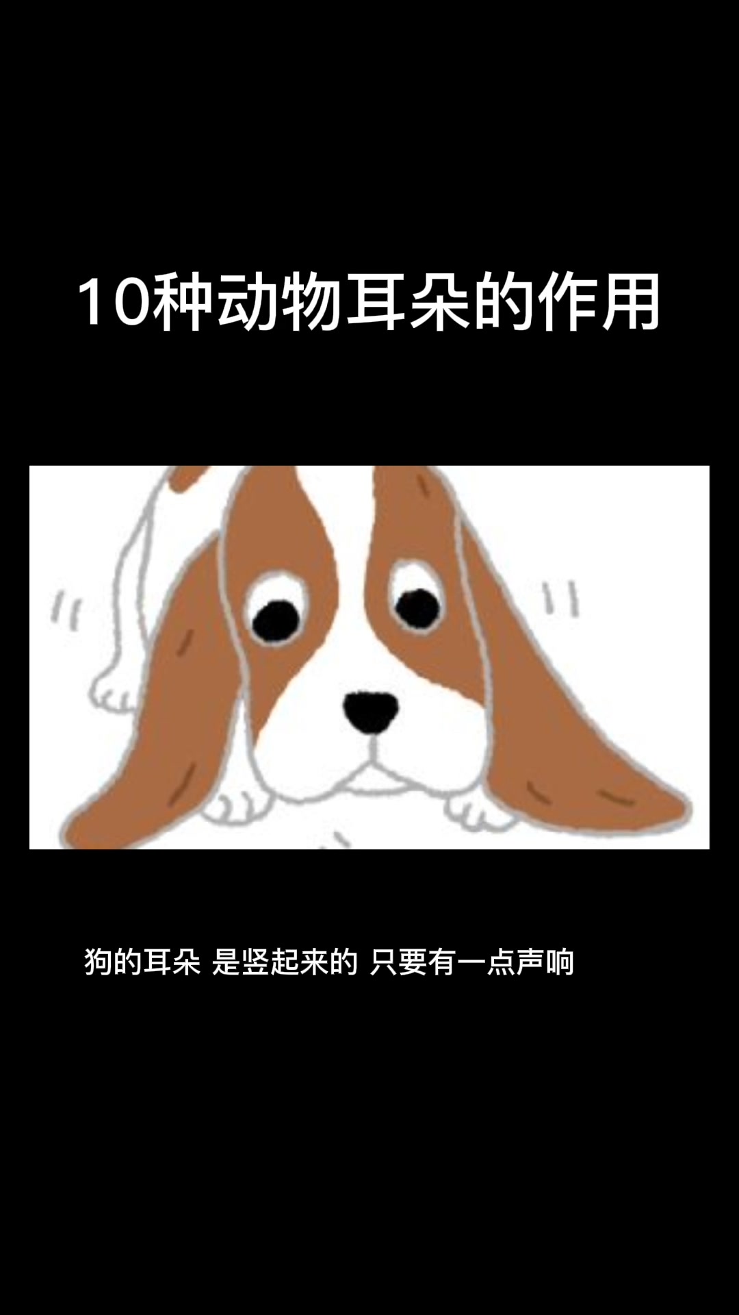 10种动物耳朵的作用,一起学习一下