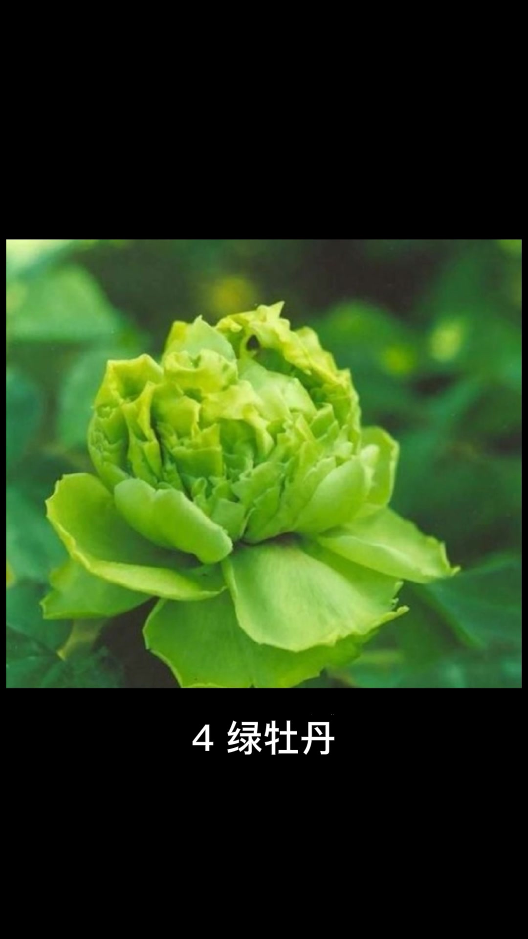 牡丹花什么颜色