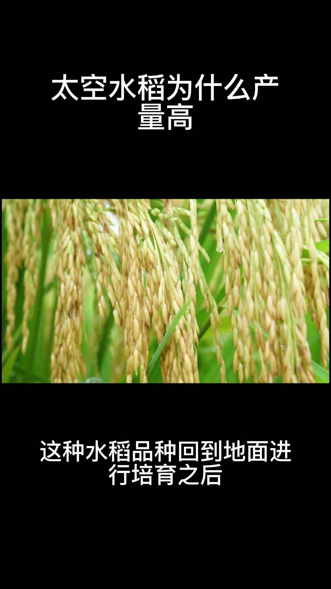 太空水稻为什么产量高?我来告诉你
