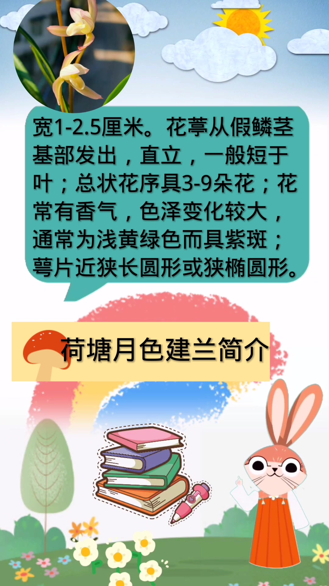 荷塘月色建兰简介