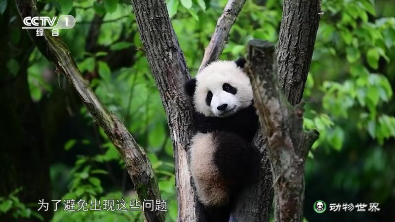 你好大熊猫#11 什么是大熊猫的刻板行为？】如果人工饲养的生活环境过于单一，大熊猫为了缓解无聊与压力，就会出现摇头、转圈等“刻板行为”。为了 ...