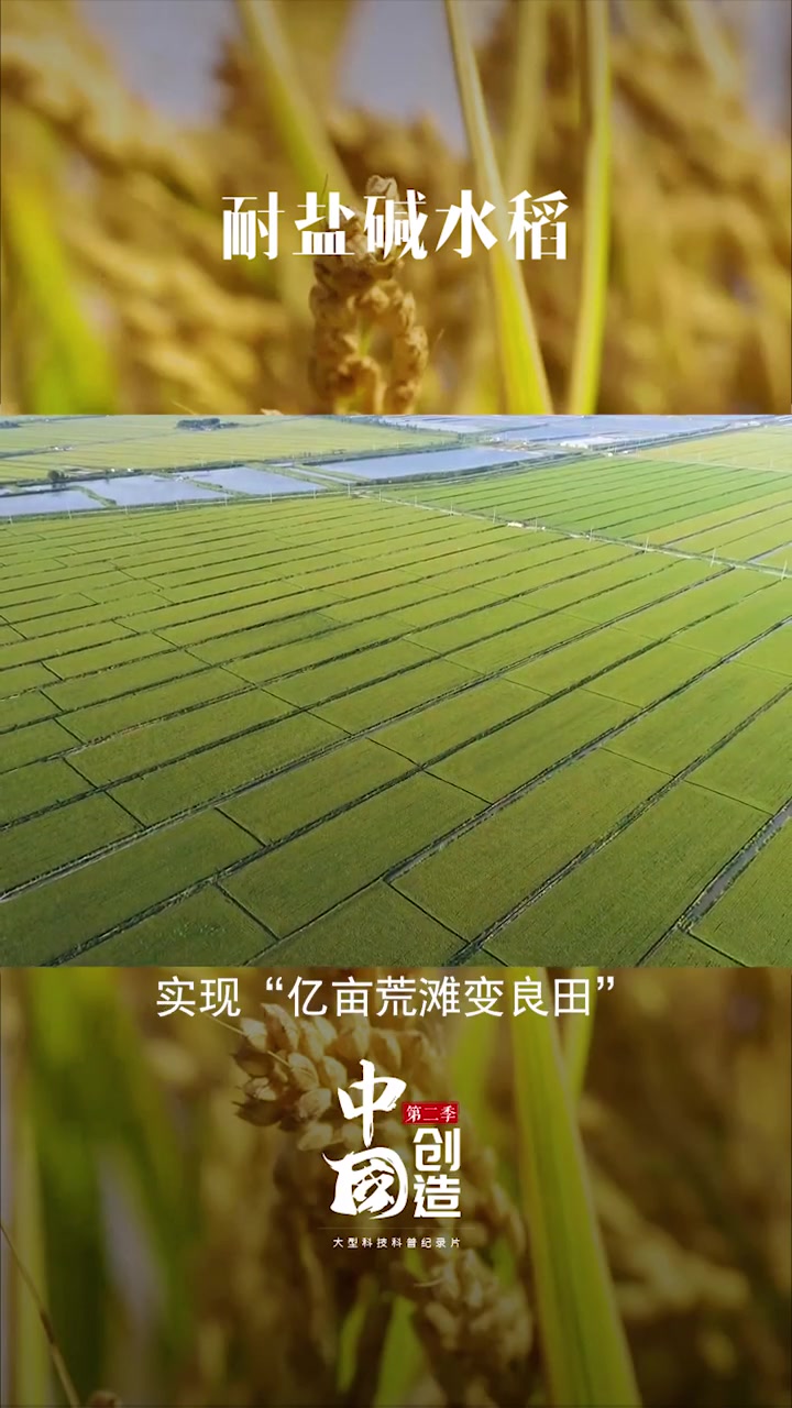 海水稻我是耐盐碱水稻在海边滩涂盐碱地生长但我一点都不咸颗颗饱满粒