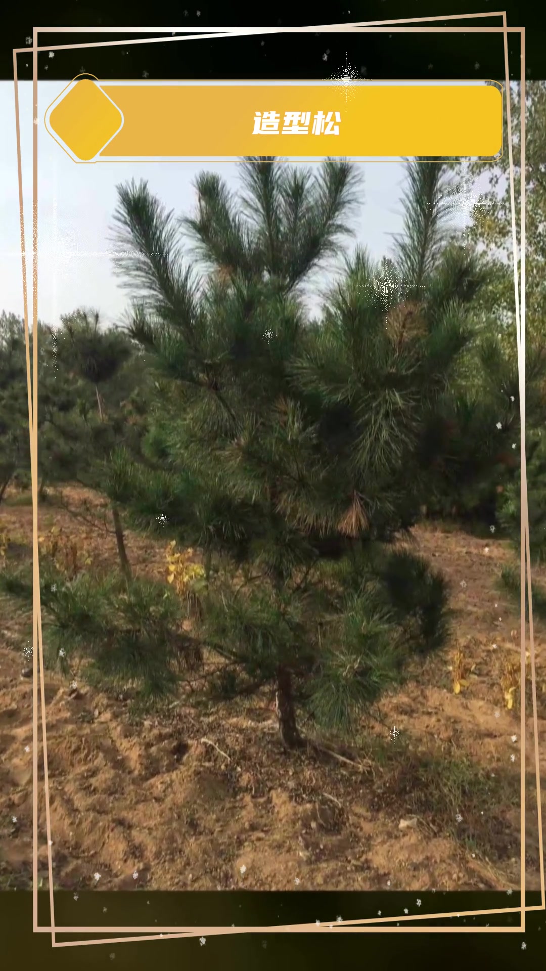 黑松苗哪里好黑松 侧柏 优质供应商