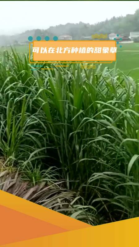 养牛羊猪专用的甜象草叶量大适应性好肉嫩多汁的牧草