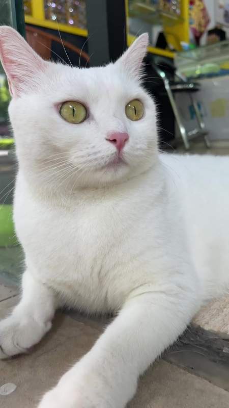 白猫居然被一只猫帅到了高冷猫我和我的猫