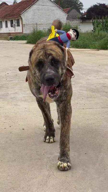 整个村里最帅的仔 虎皮 中亚牧羊犬-度小视