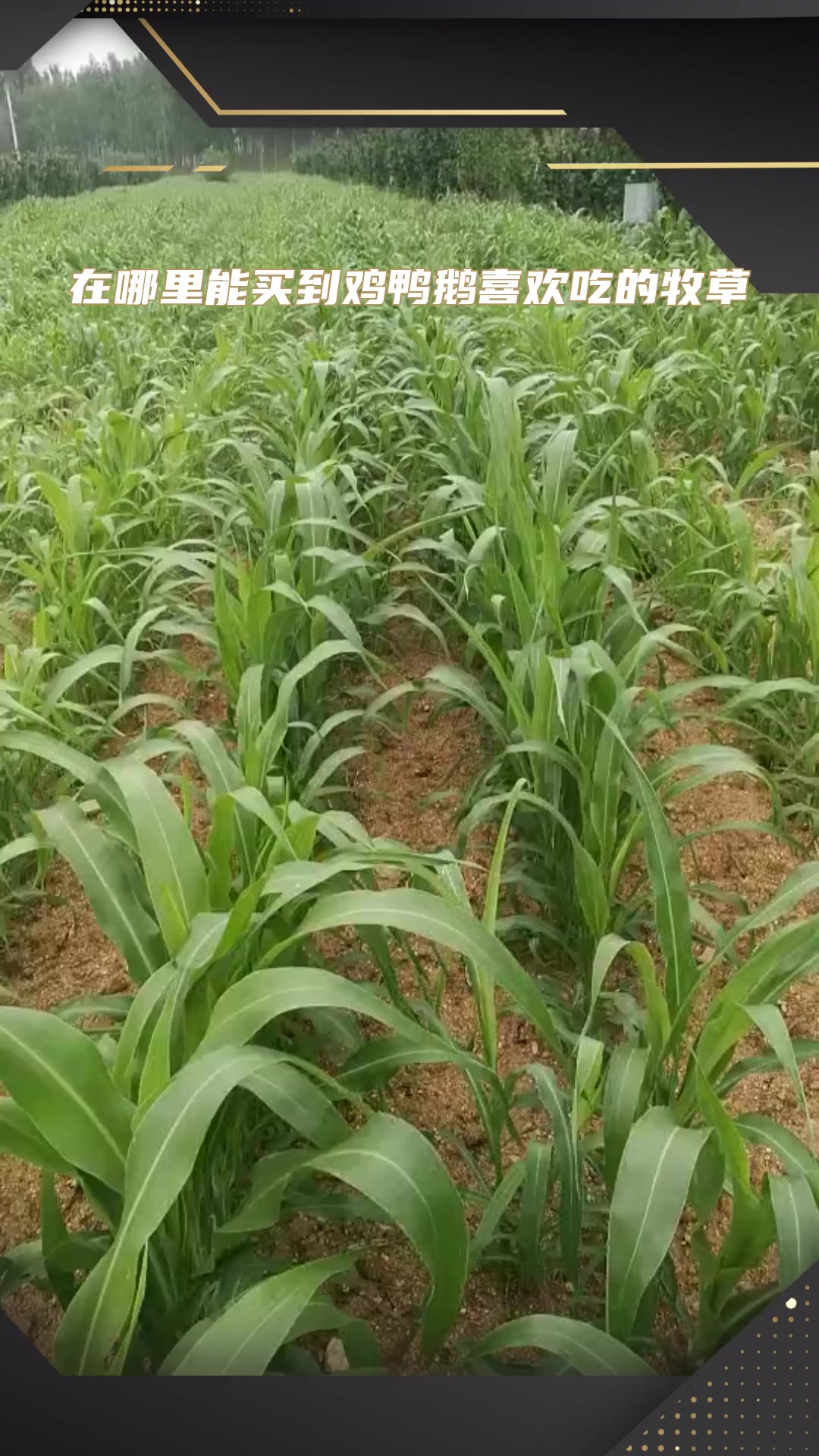 产量高营养高的牧草甜高粱牧草种子