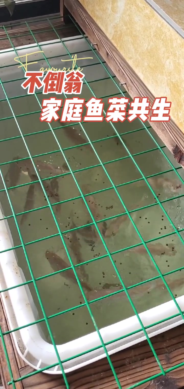 不倒翁家庭鱼菜共生鱼菜共生家庭鱼菜共生零成本创业