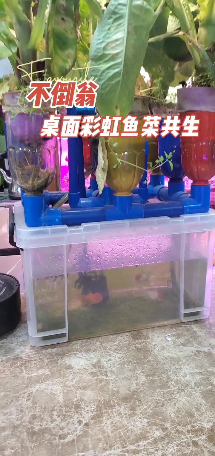不倒翁桌面彩虹鱼菜共生零成本创业三农家庭鱼菜共生鱼菜共生室内绿植