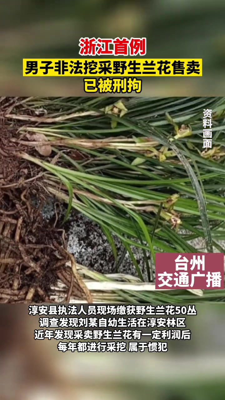 浙江淳安县一男子因非法采挖销售野生兰花被刑拘遵纪守法新闻
