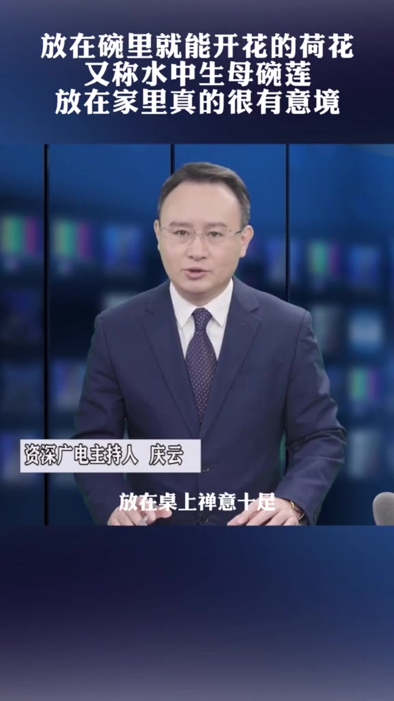 碗莲 水卉绿植 养花达人 三农-度小视