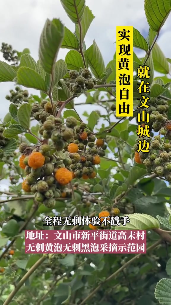 无刺黄泡熟了!终于可以敞开的穿"棵倮"