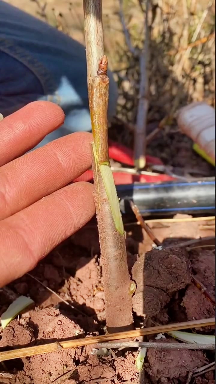 舌接成活如何 嫁接技术 技术