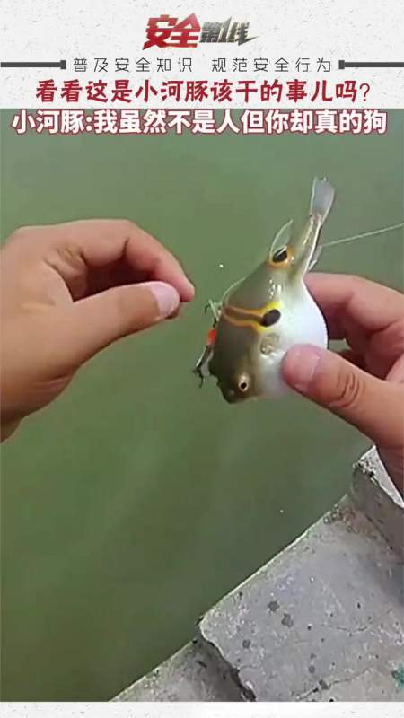 河豚这么可爱怎么能擦鞋呢意不意外今日迷惑行为