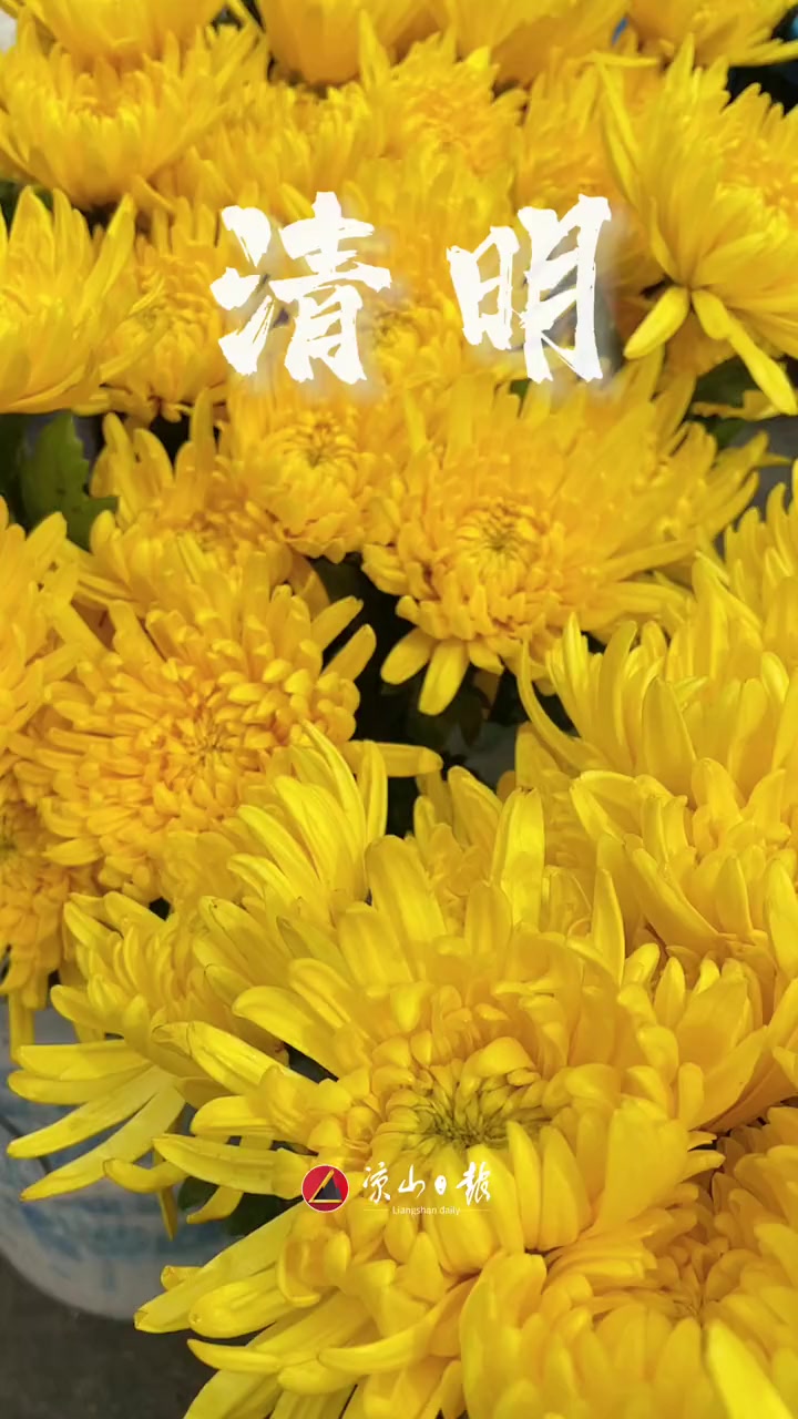 清明安全文明祭祀以鲜花念故人清明