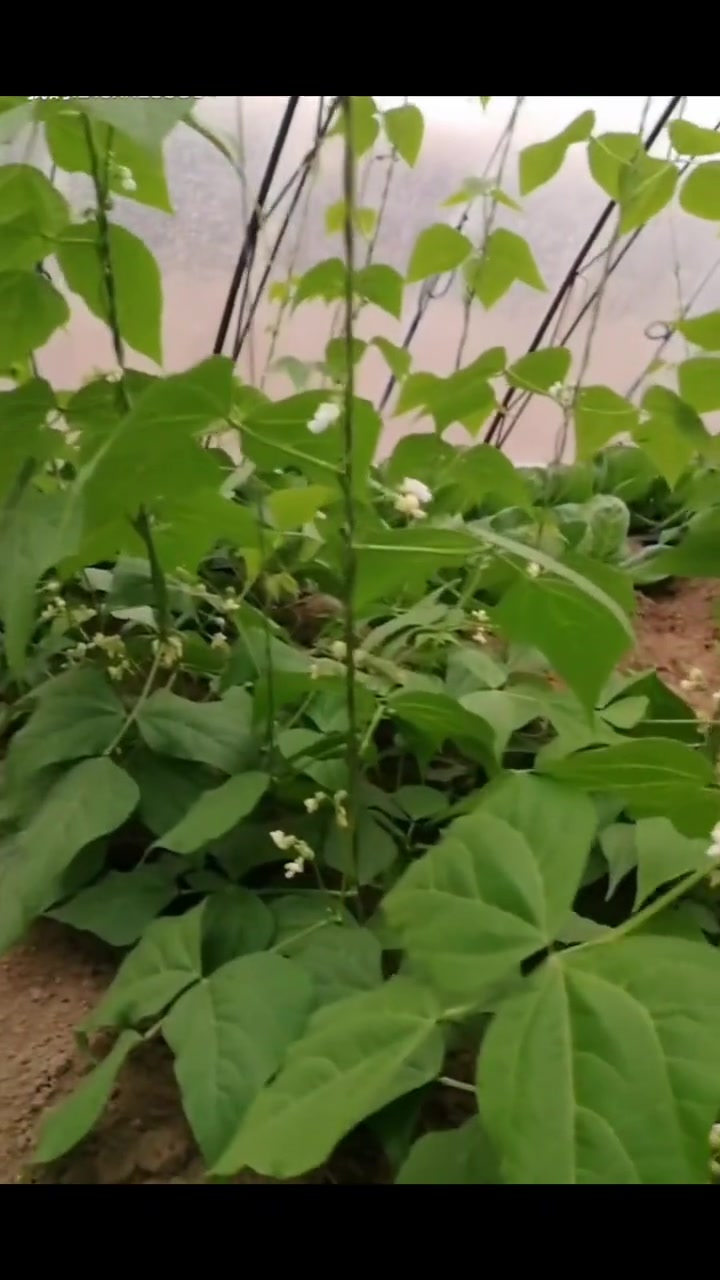 架豆王种植时间和方法