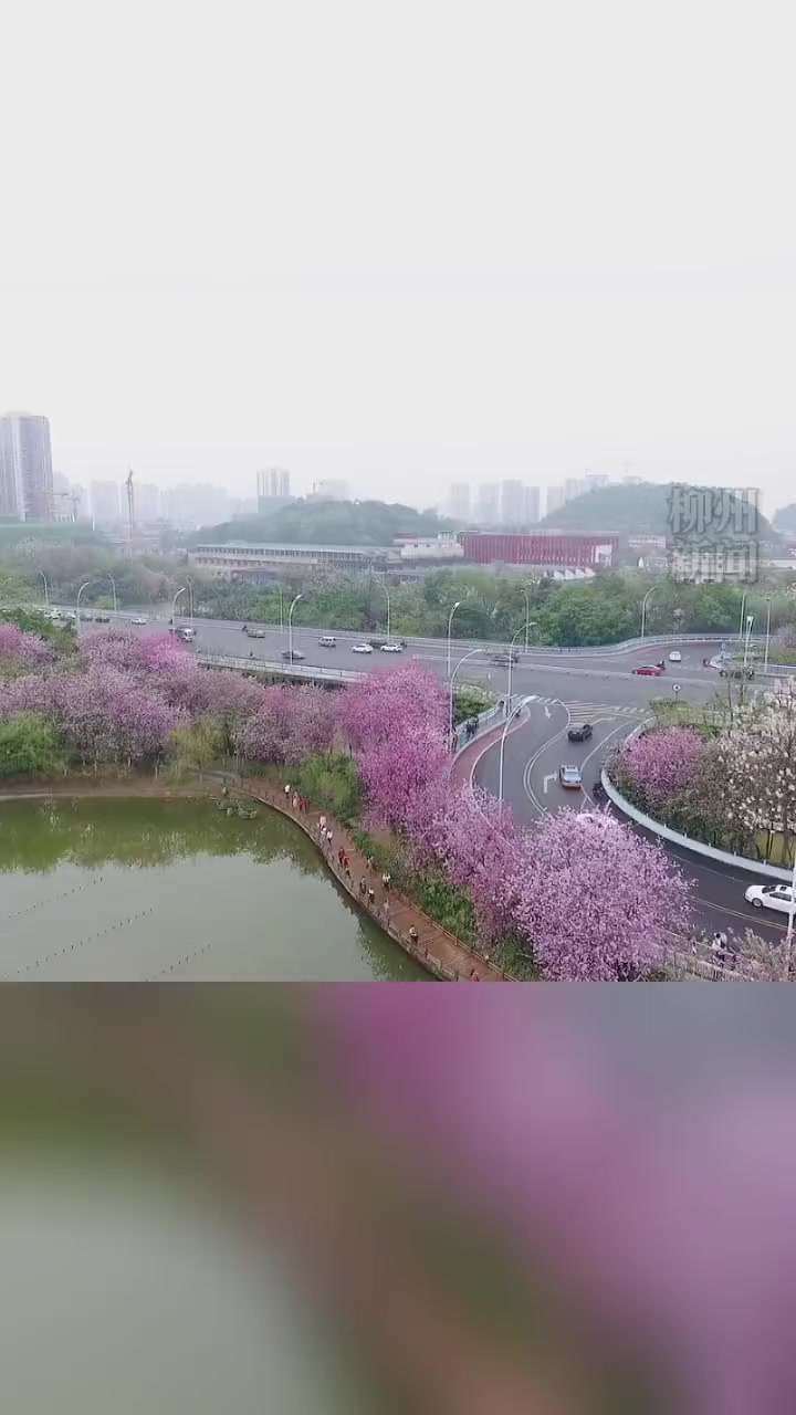 最美人间4月天柳州满城紫荆花盛开人间四月天春色正好花海花期已至