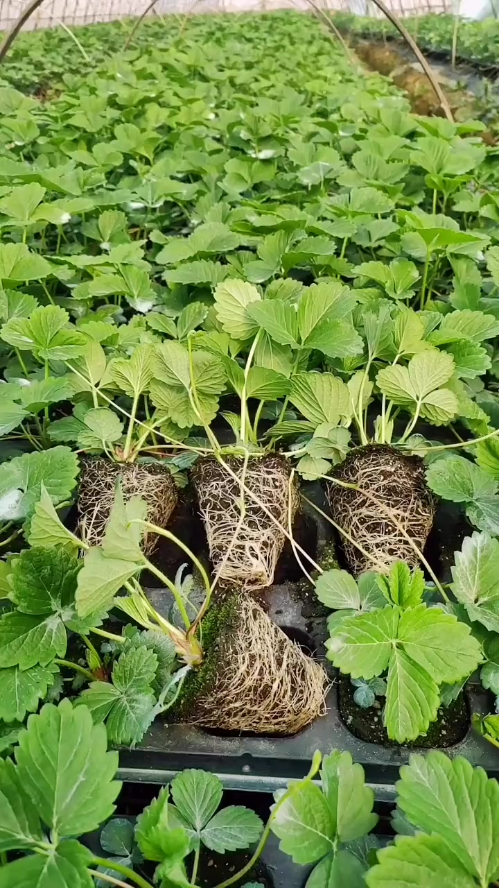 草莓苗育苗基地 穴盘草莓苗给客户准备装箱