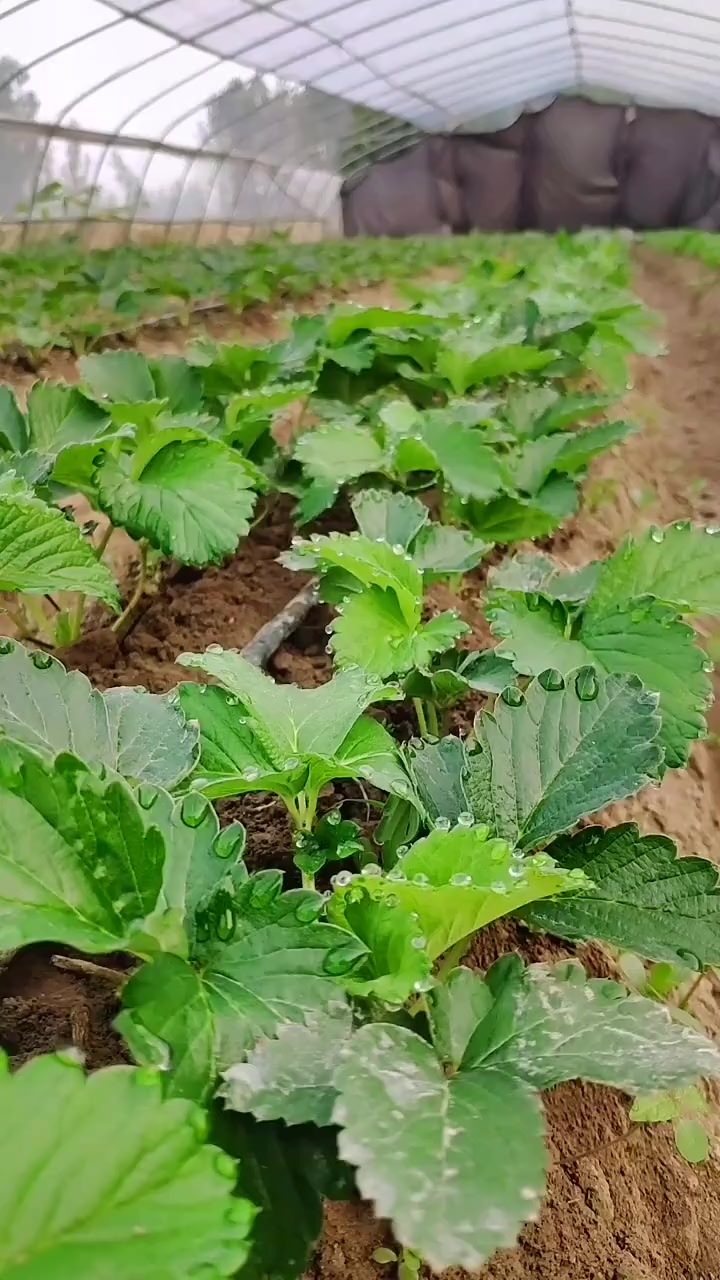 草莓苗育苗基地 草莓苗育苗移栽,缓苗率太高了 草莓苗出售