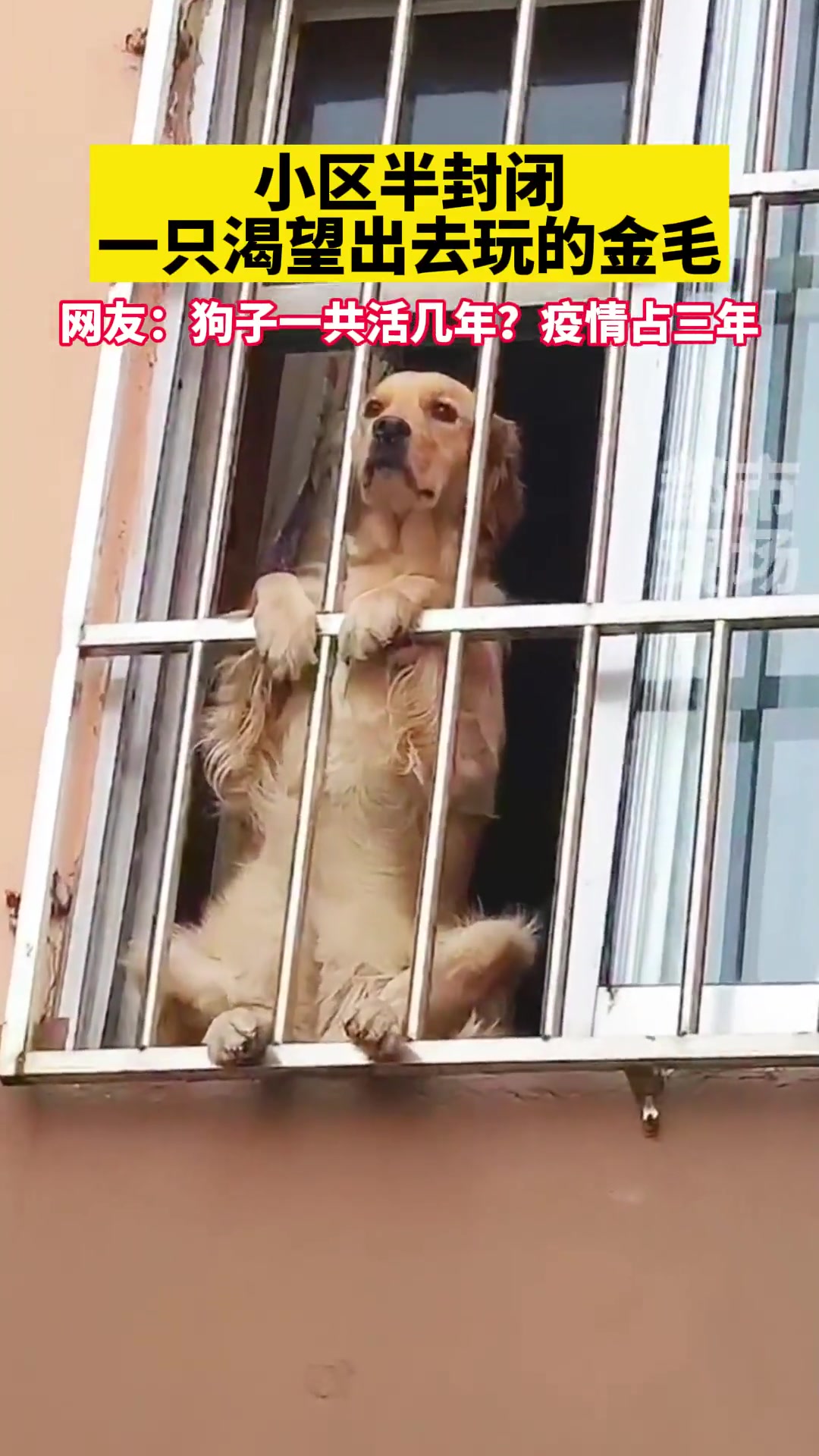 小区半封闭金毛太想出去玩了表情既可怜又搞笑金毛萌宠铁窗泪