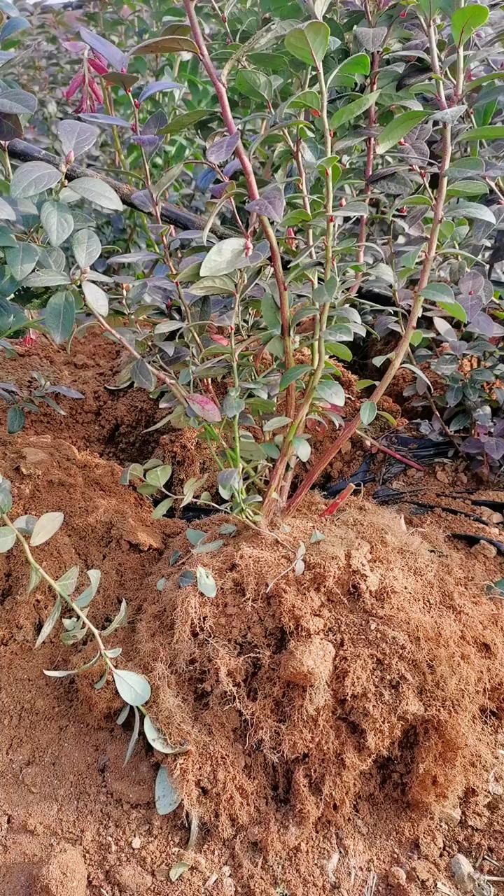 嫁接技术 农业种植 苗木基地 蓝莓苗 果树苗 嫁接
