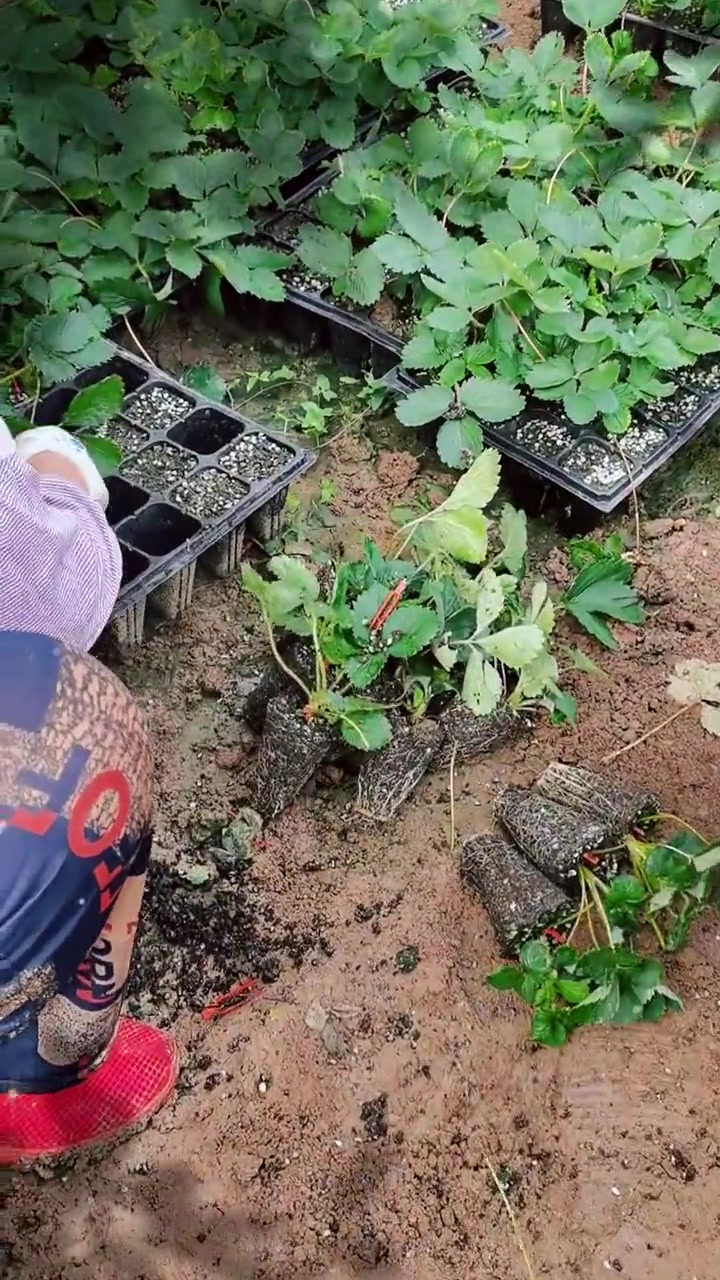 嫁接技术 草莓苗