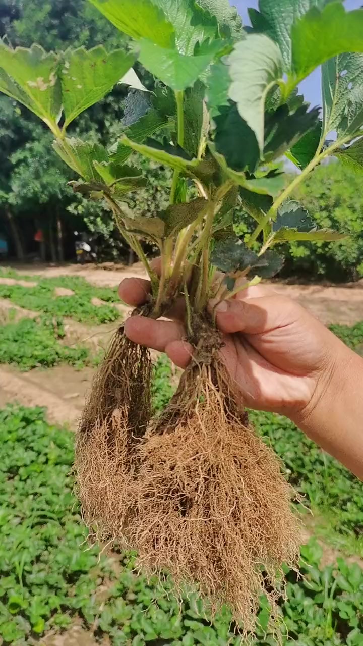 草莓苗看这根系 给客户挖苗中 嫁接技术 草莓苗