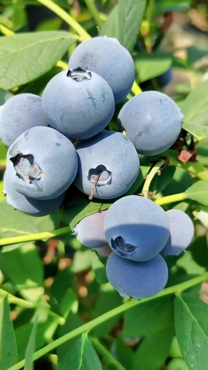 花青素之王蓝莓苗结果,种植一颗全家吃 小助手 蓝莓苗 硕果累累 一份
