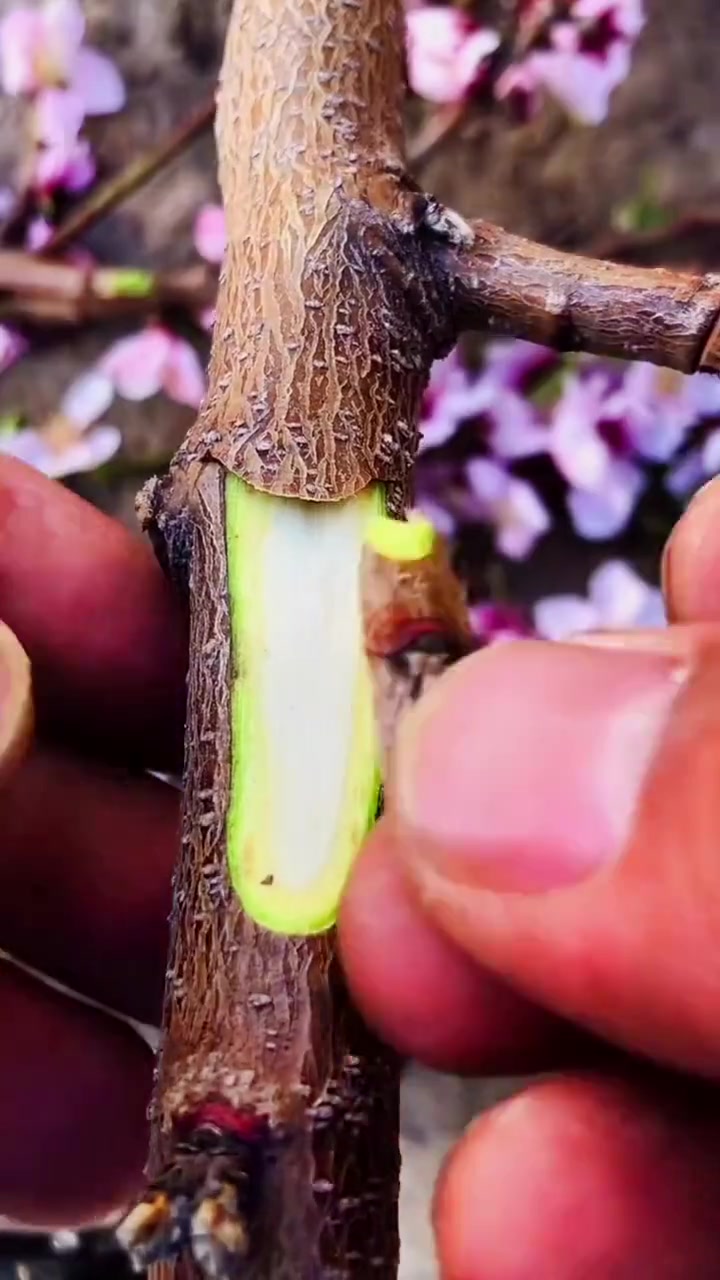 嫁接技术出售樱桃苗出售草莓苗苗木销售出售蓝莓苗果树管理嫁接果树