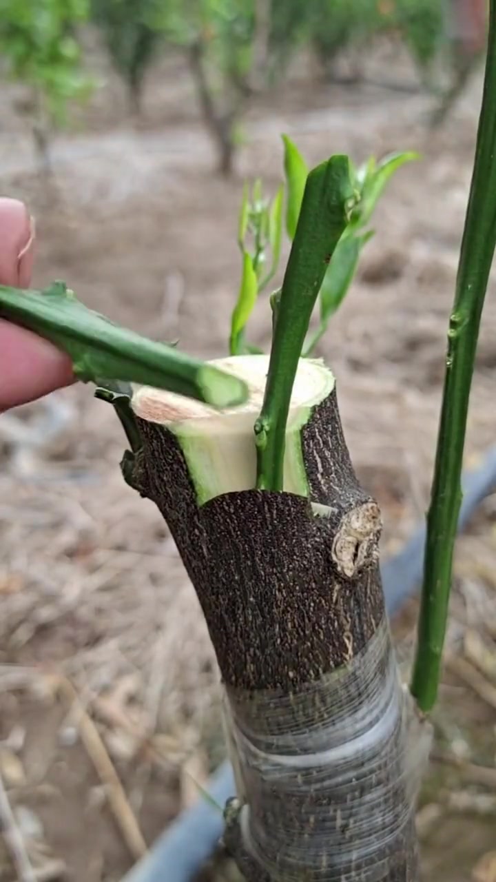 嫁接技术 出售蓝莓苗 果树种植 金牌苗木人 嫁接技术 出售草莓苗 出售