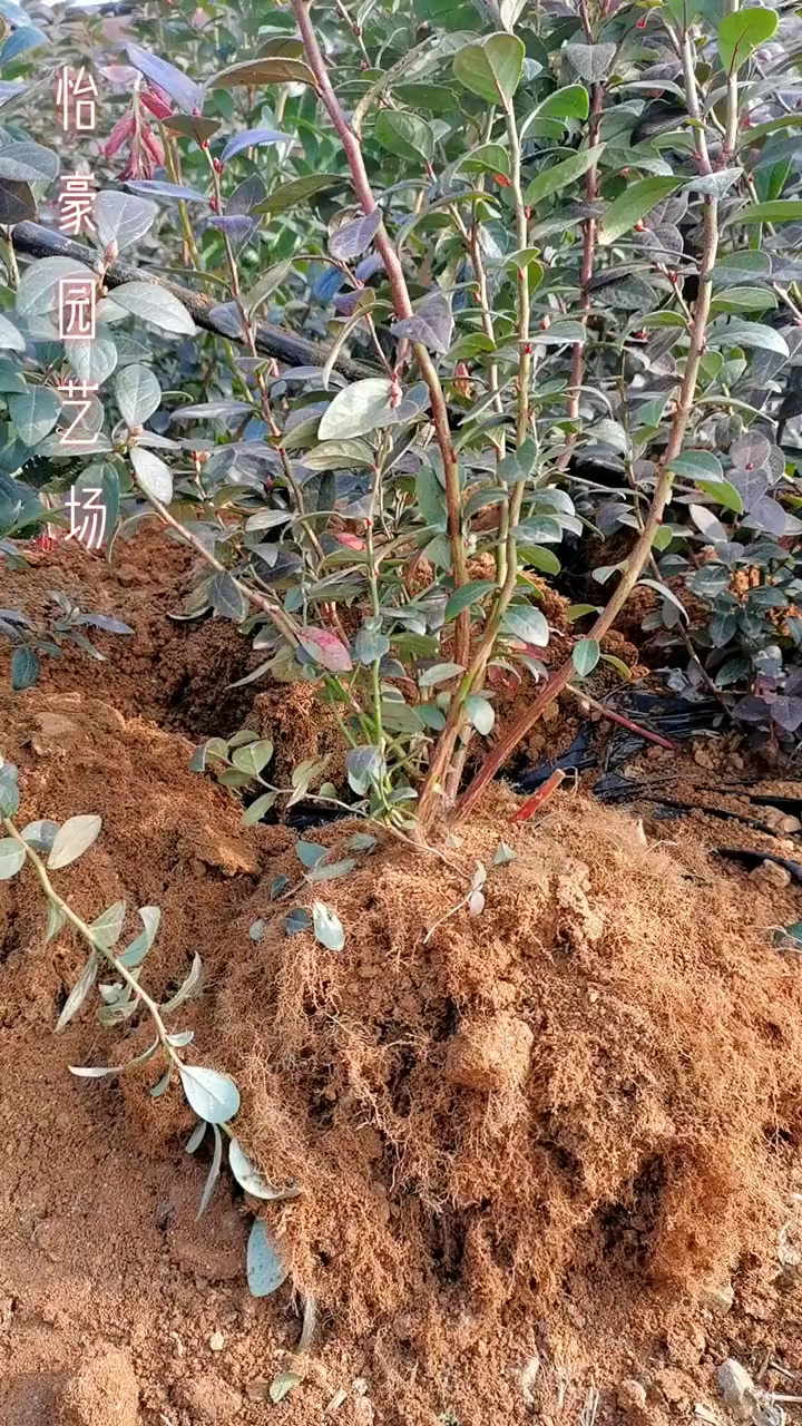 金牌苗木人蓝莓苗根系发达分枝多花芽饱满当年结果出售蓝莓苗
