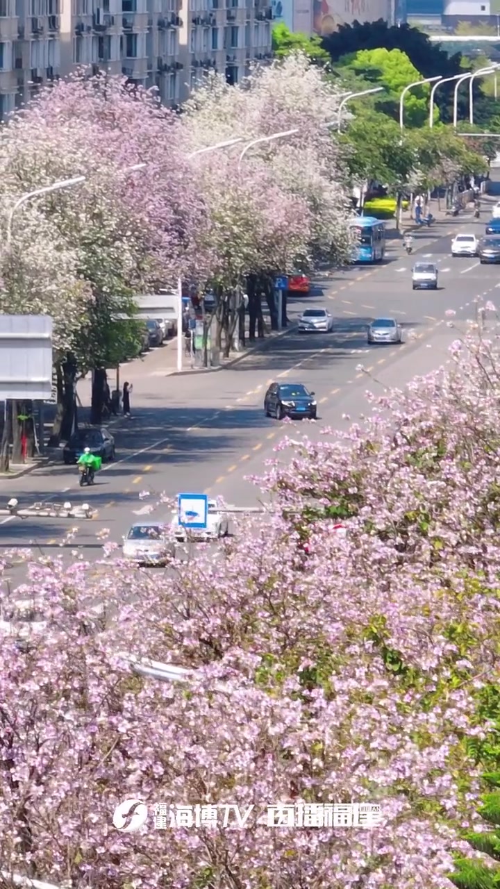 开放春天温柔地给你力量希望你今天也盛开得热烈福州羊蹄甲人间四月天