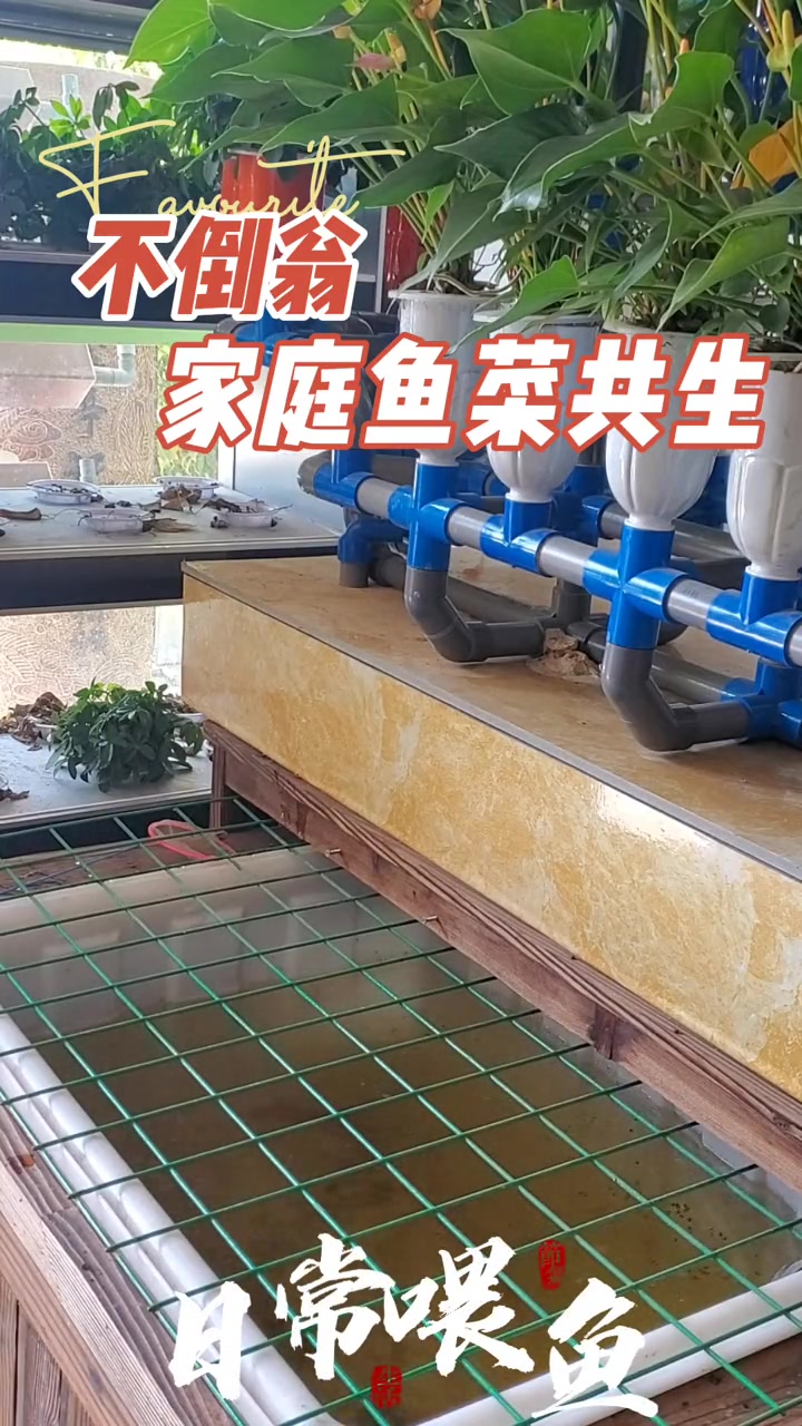 不倒翁家庭鱼菜共生,日常喂鱼 鱼菜共生 家庭鱼菜共生 鱼花共生 阳台