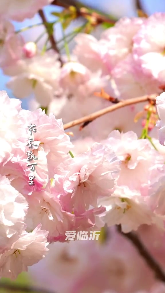 爱临沂春之味:四月花语 春已至花已开愿山河无恙人间皆安 人间四月天