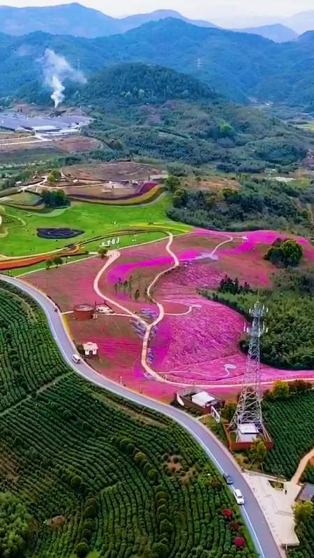 最美诸暨四月天丨东和乡春风十里小镇芝樱花