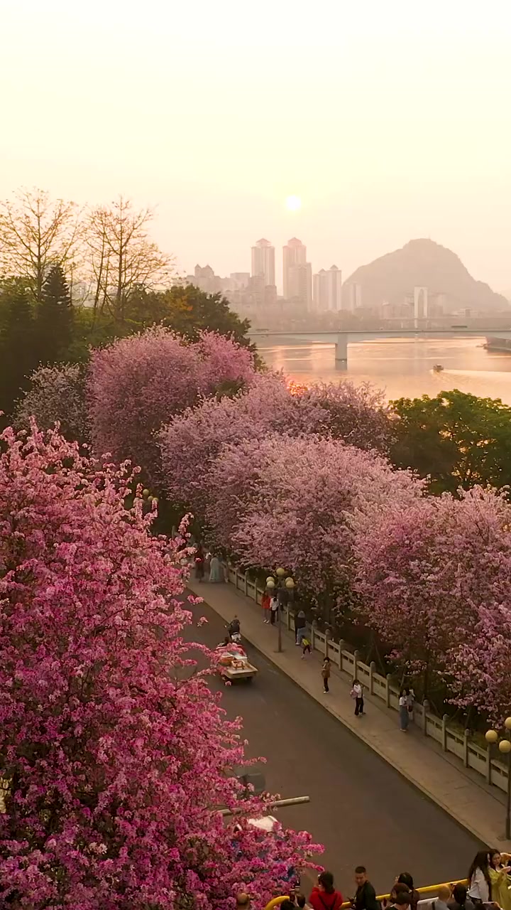 广西柳州 夕阳下赏紫荆花,文惠桥上看风景的人,也成了一道风景-度小视