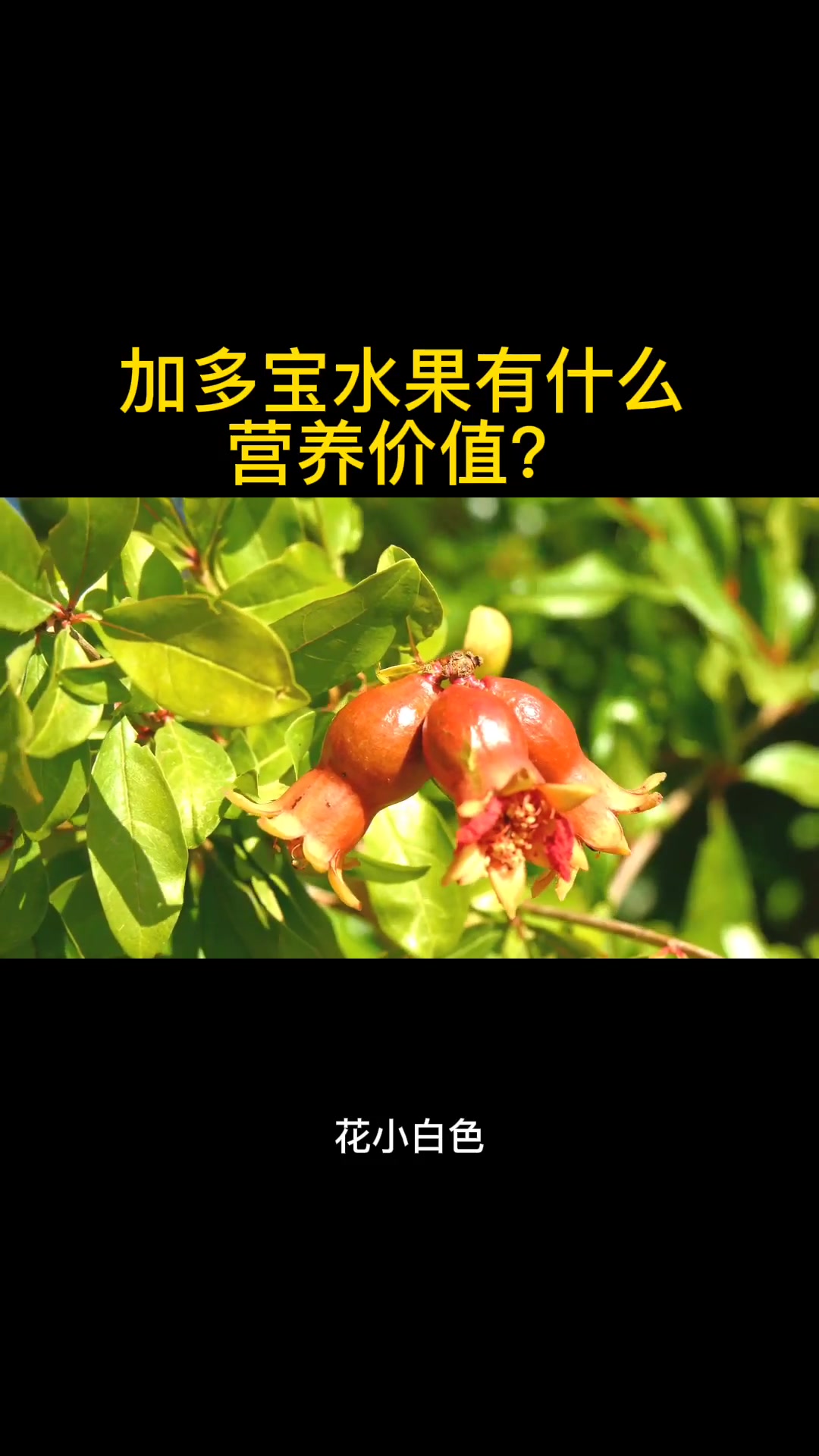 加多宝水果有什么营养价值