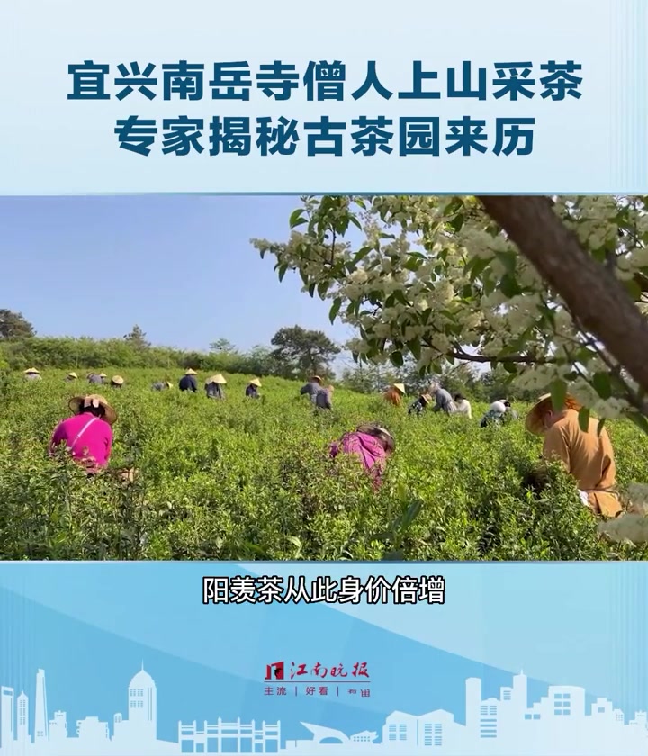 无锡宜兴南岳寺僧人上山采茶专家揭秘古茶园来历谷雨节气宜兴南岳寺的
