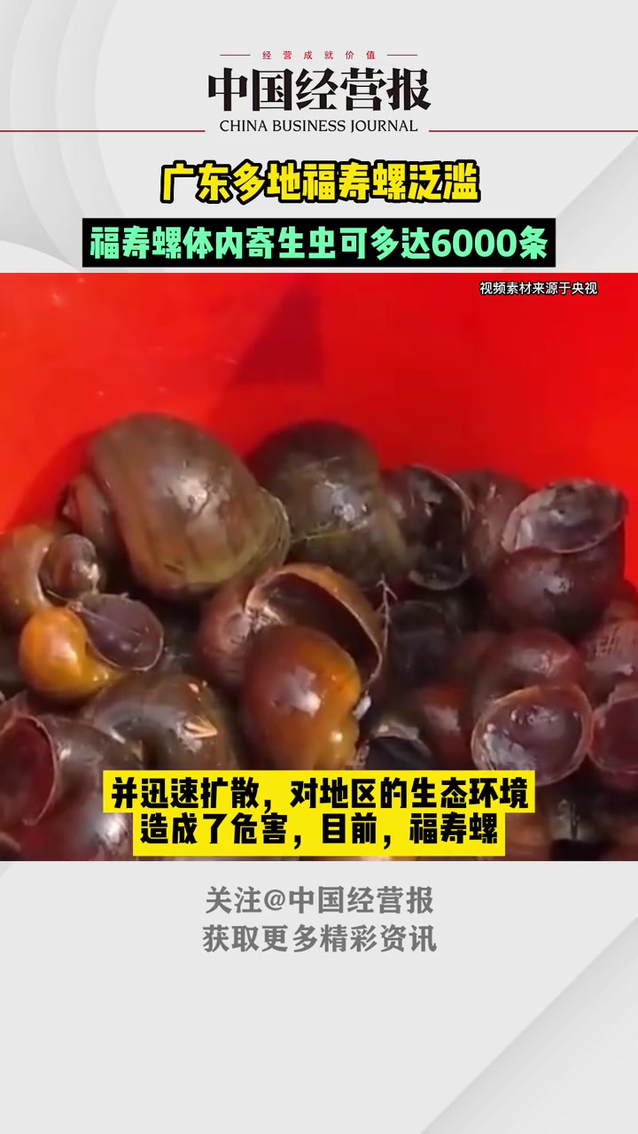 广东多地福寿螺泛滥体内寄生虫多达6000条广东多地福寿螺泛滥社会热门