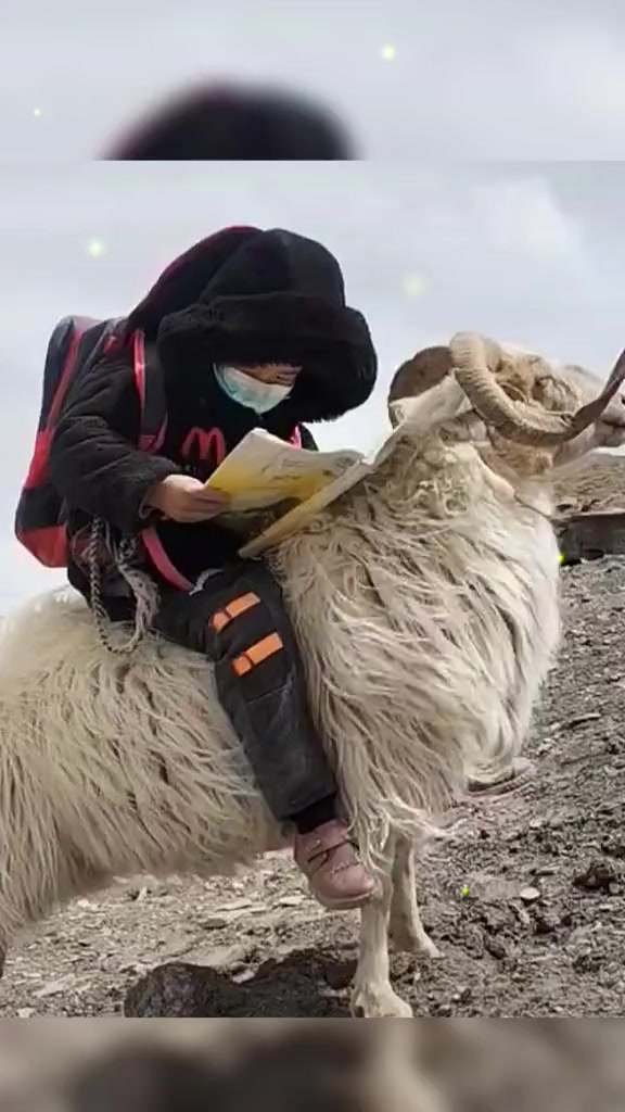 男孩骑在羊背上看书,大羊一脸骄傲望向远方,网友:他们眼里装的是未来