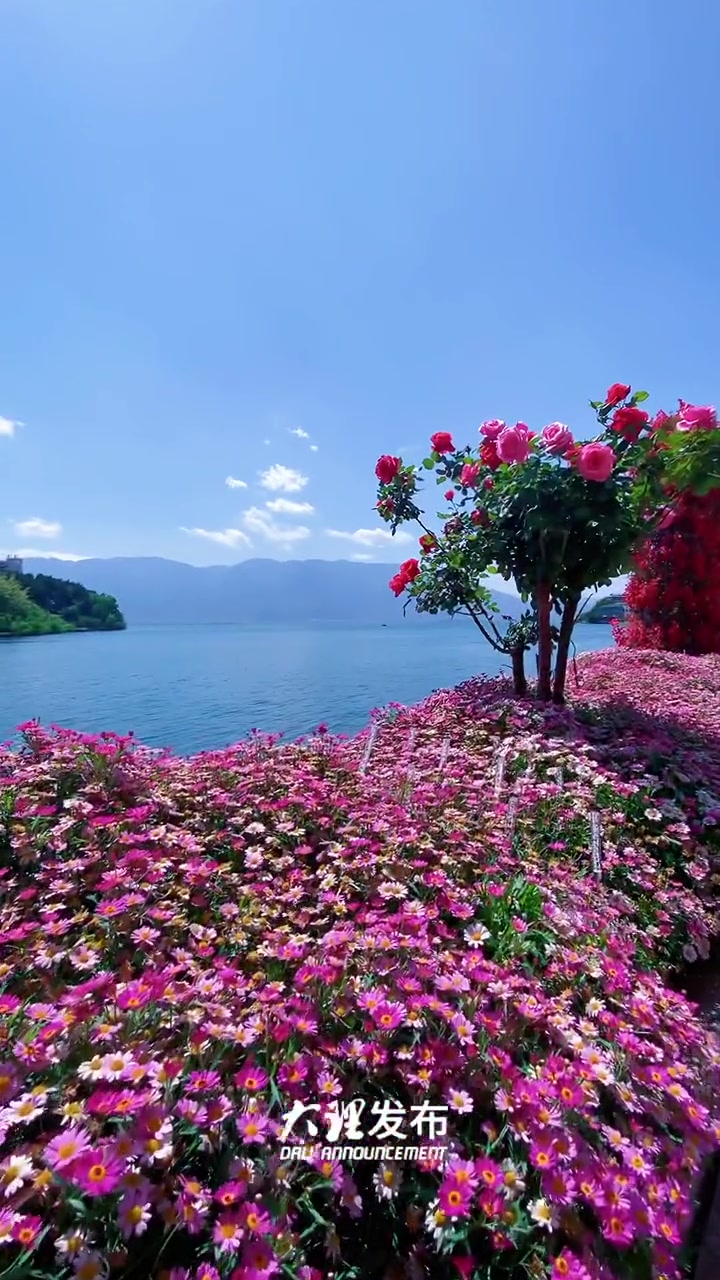 海伴着花,花依着人,这是属于 大理 双廊古镇的" 花海 ".