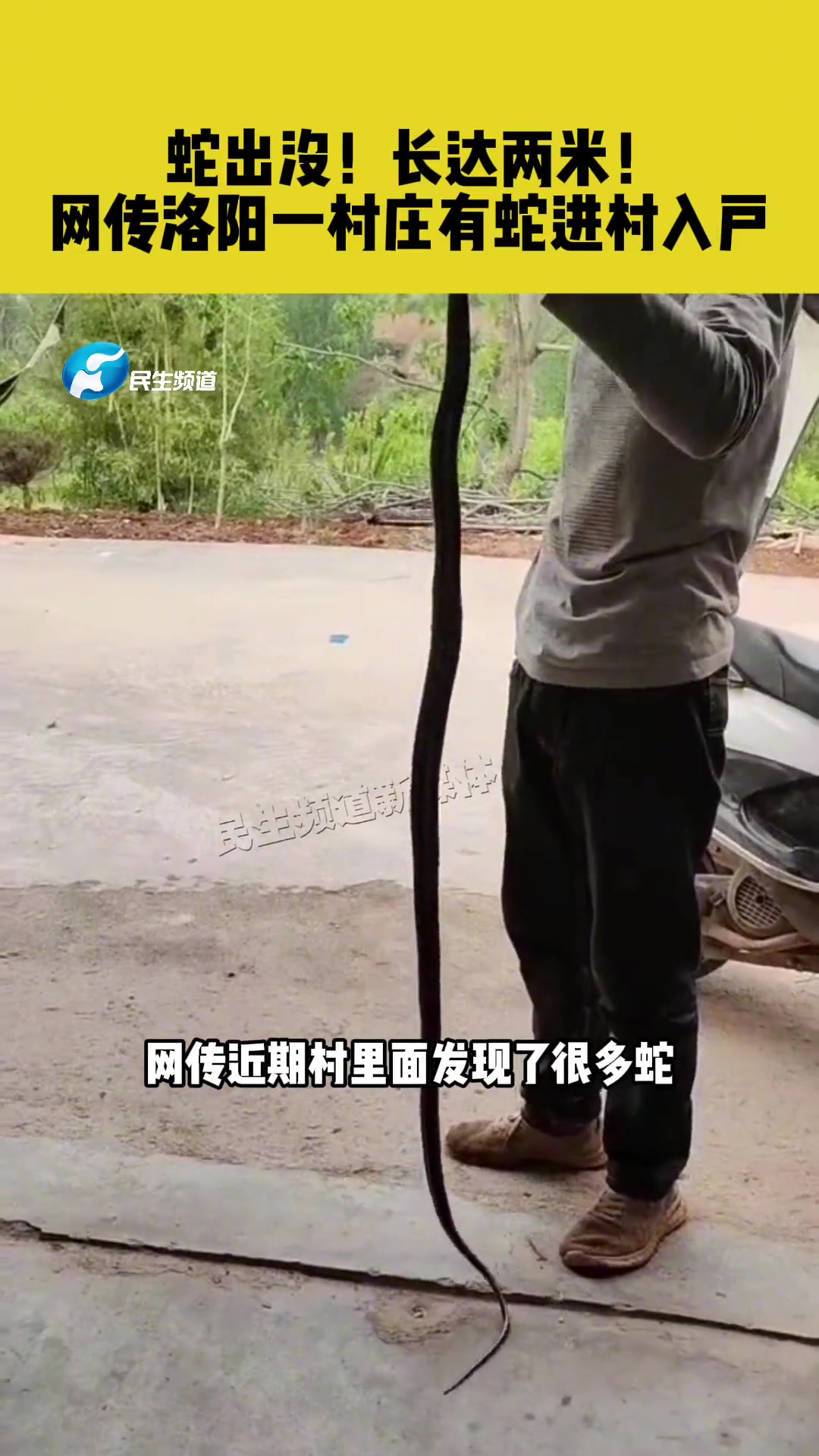 日河南汝阳蛇出没长达两米网传洛阳一村庄有蛇进村入户小莉帮忙安小莉