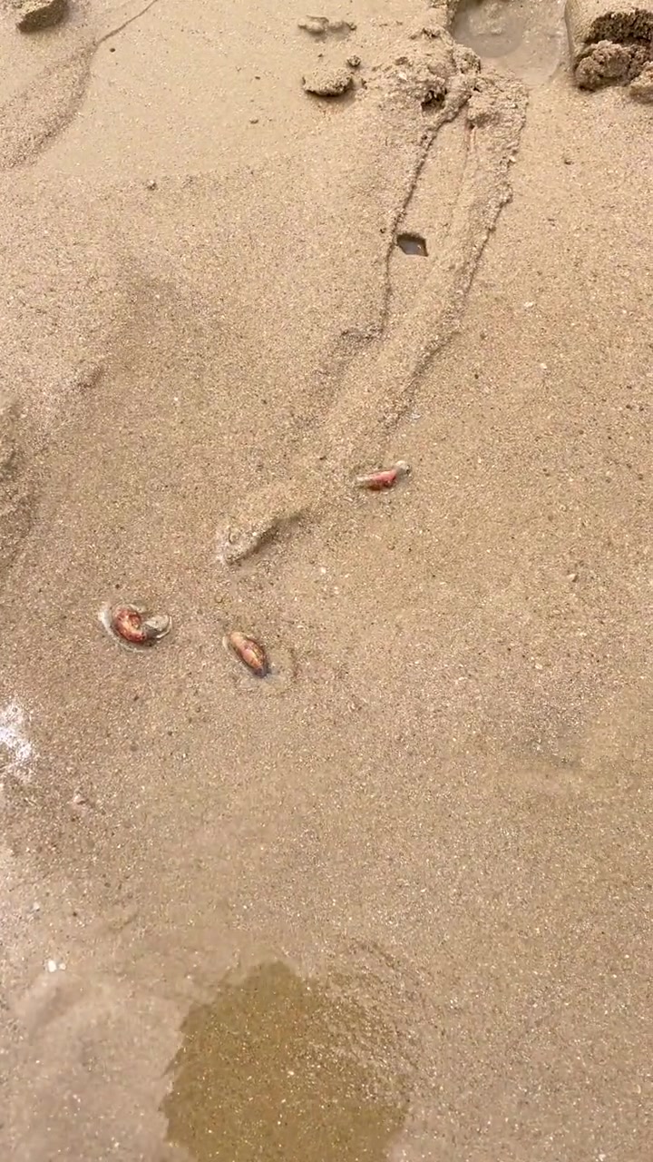 不会抽蝼蛄虾的自己看看,这个方法非常省力气 赶海