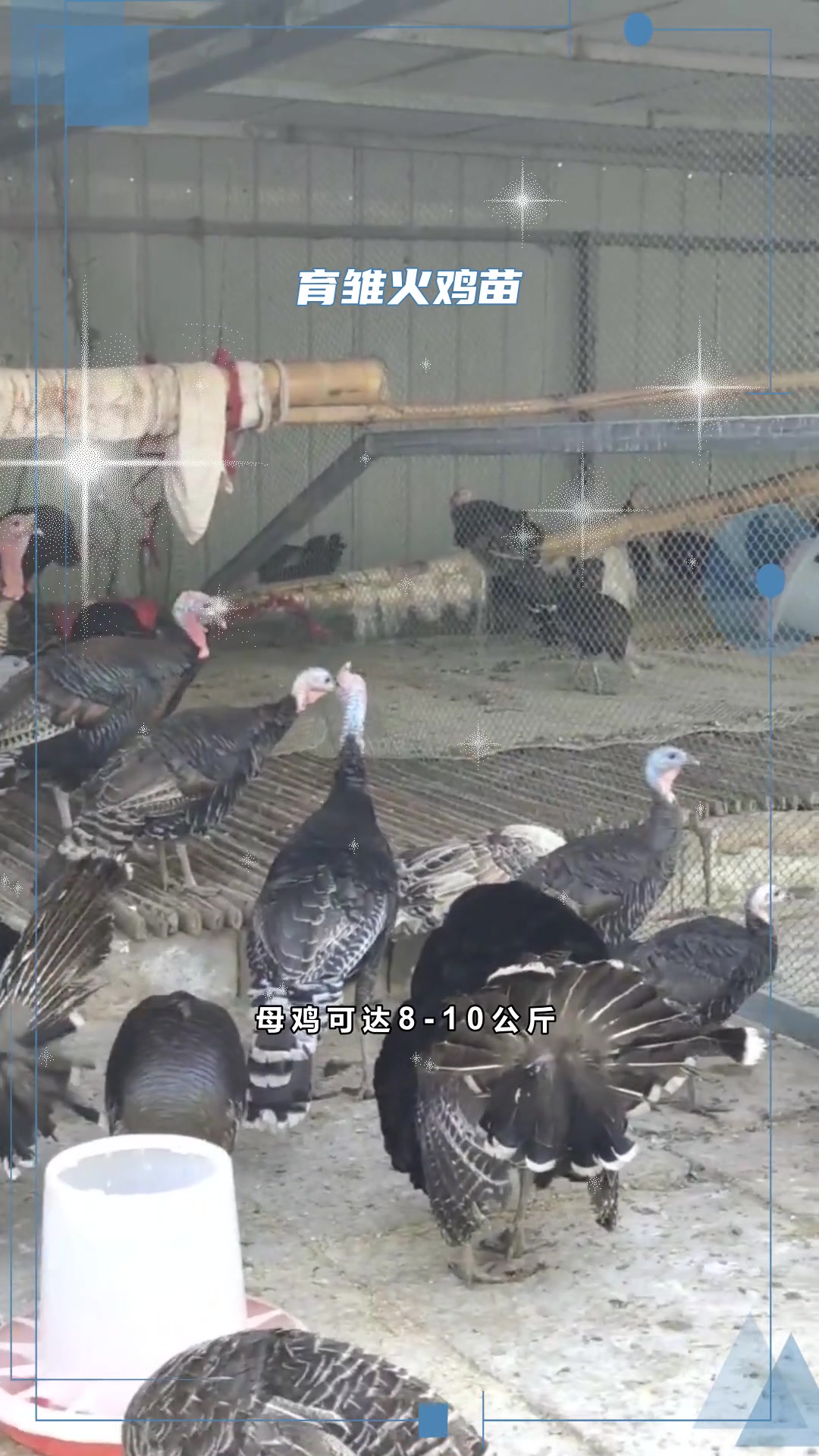 尼古拉700火鸡介绍